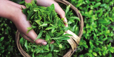 第十四屆中國（深圳）國際茶產(chǎn)業(yè)博覽會(huì)暨紫砂、陶瓷、紅木、茶具用品展