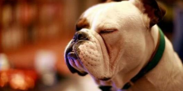 展覽制作工廠預(yù)告：2017深圳國際寵物展覽會(huì)